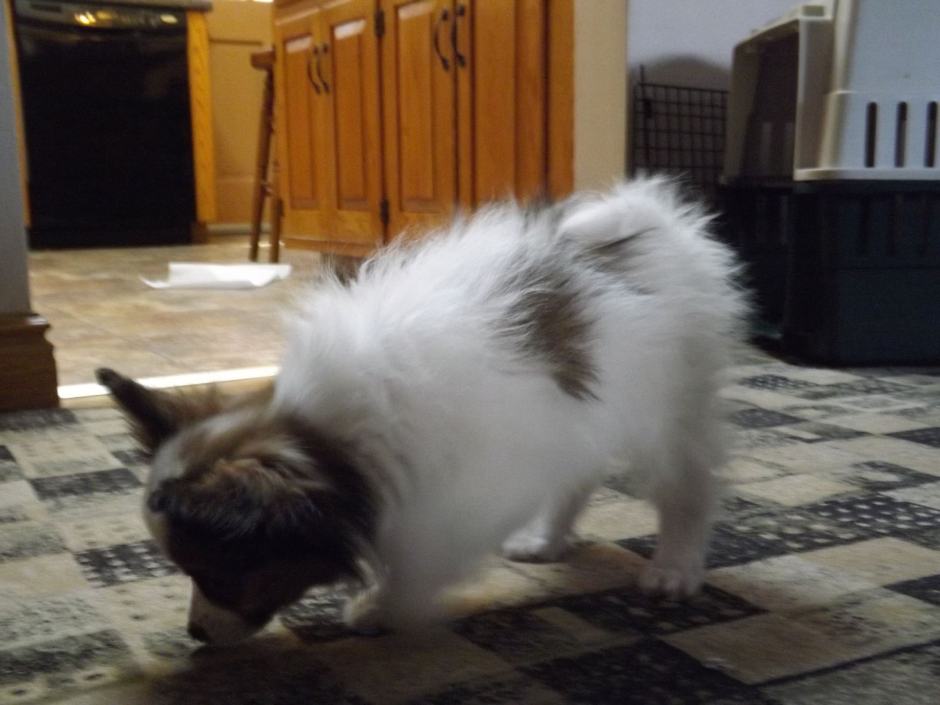 Olaf