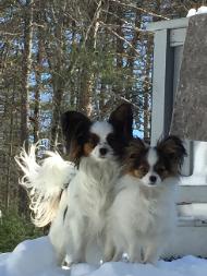 Papillons