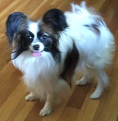 Papillon