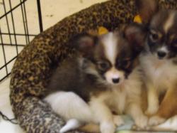 Papillon puppy