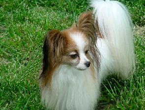 Papillon