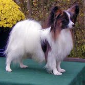 Papillon