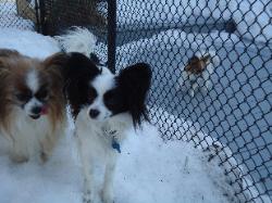 Papillon