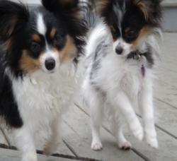 Papillons