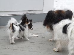 Papillons