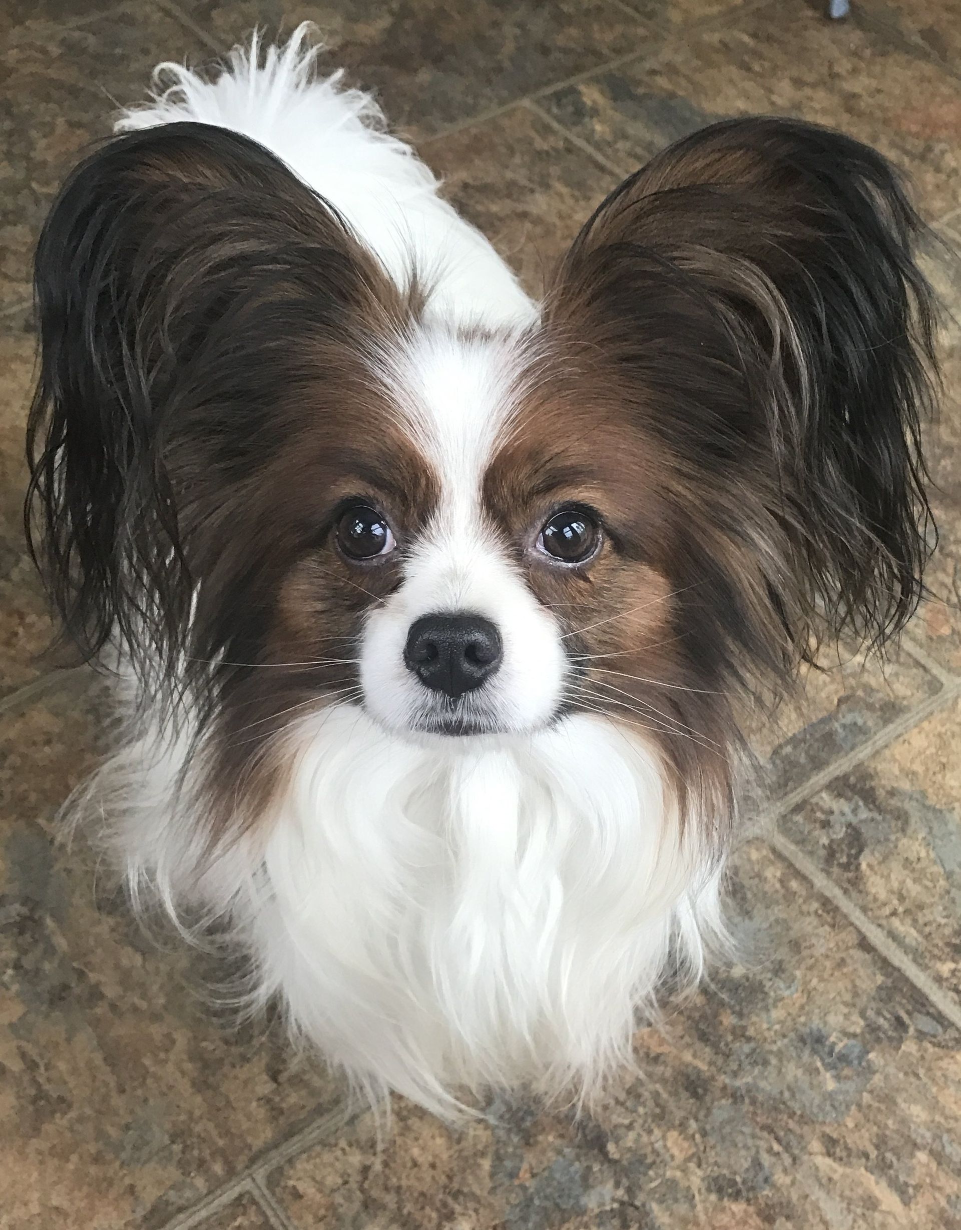 Papillon