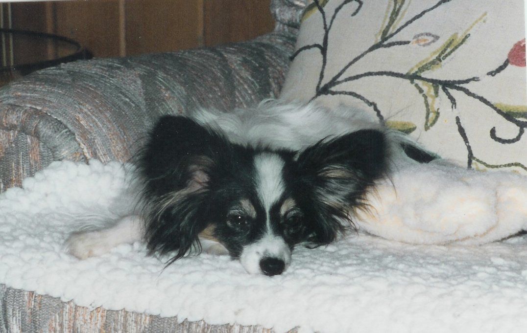 Papillon