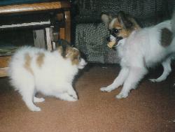 Papillons