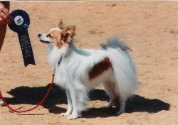 papillon