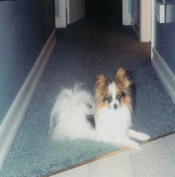 Papillons