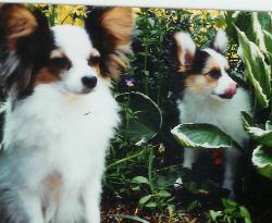 Papillons