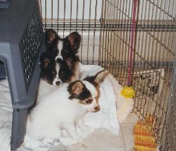 Papillons