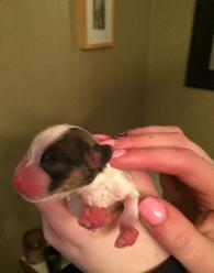 Papillon puppy