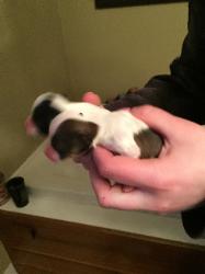 Papillon puppy