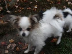 Papillon puppy