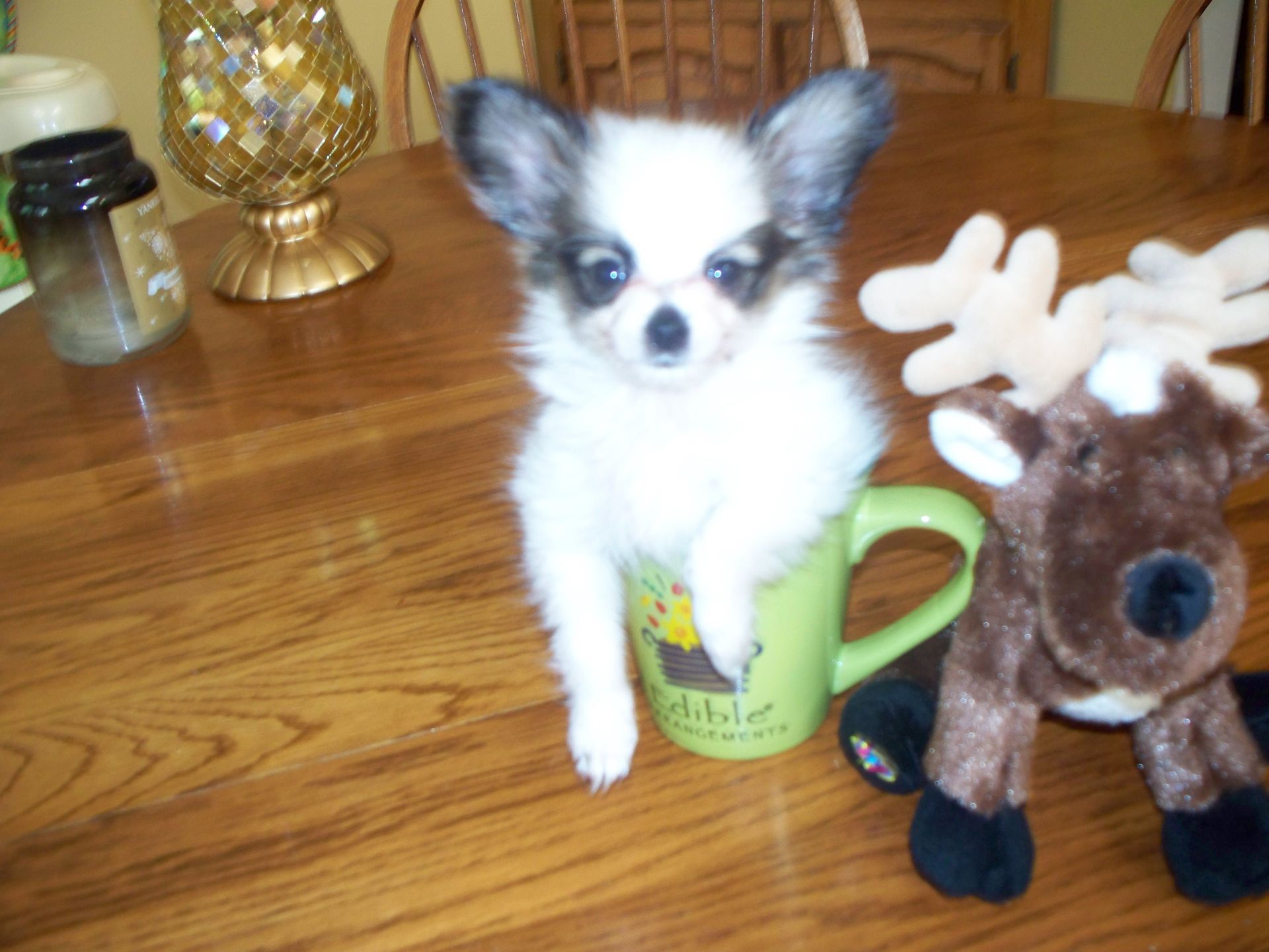 Papillon puppy