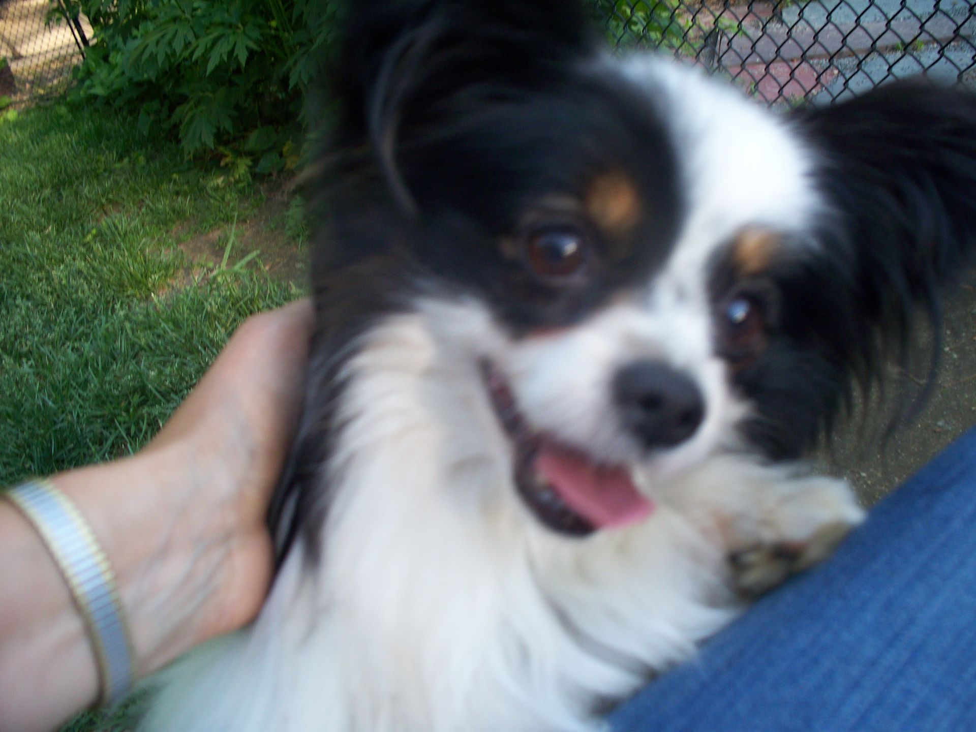 Papillon