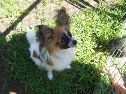 Papillon