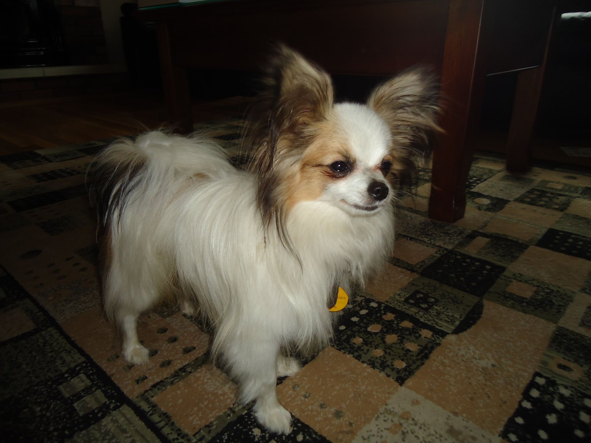 Papillon