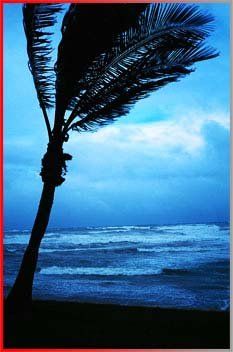 palm tree in the wind