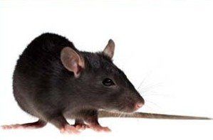 rats
