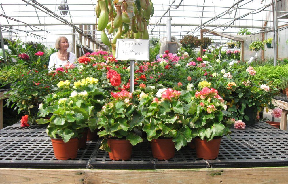 seasonal plants