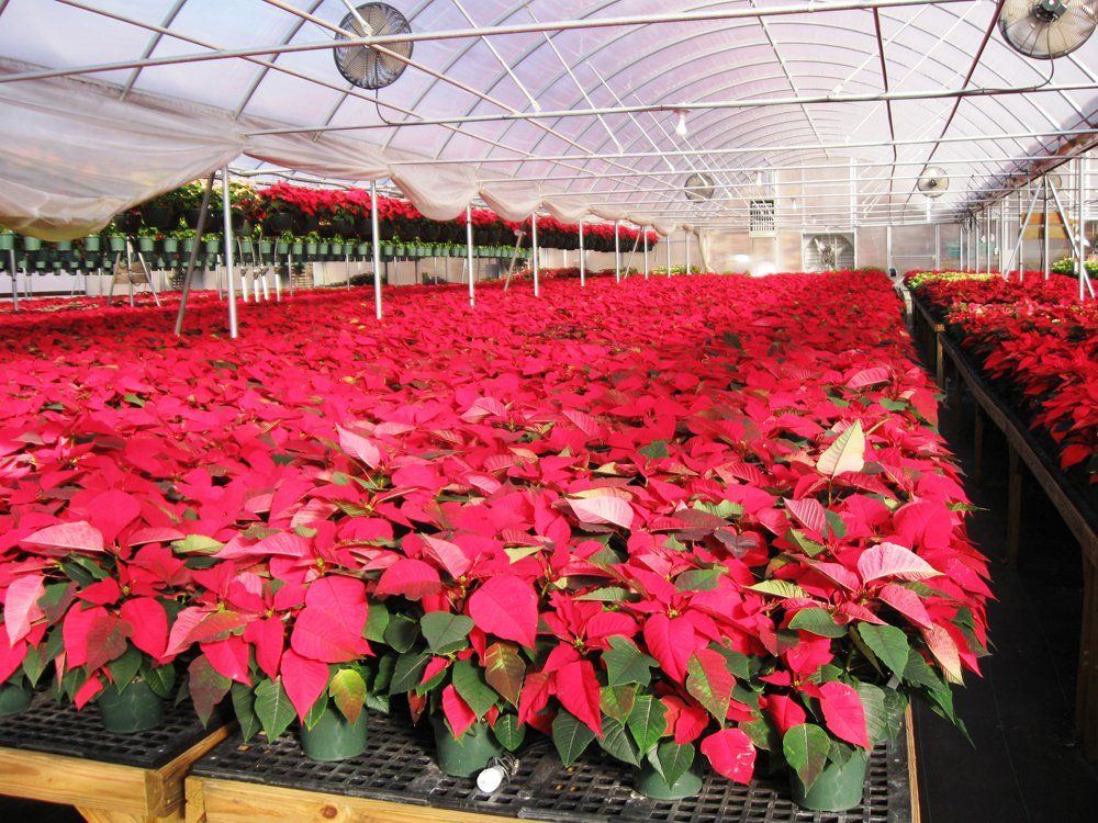 seasonal plants