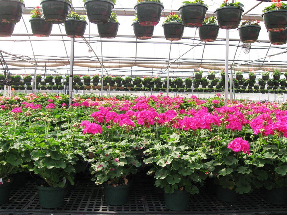 bedding plants