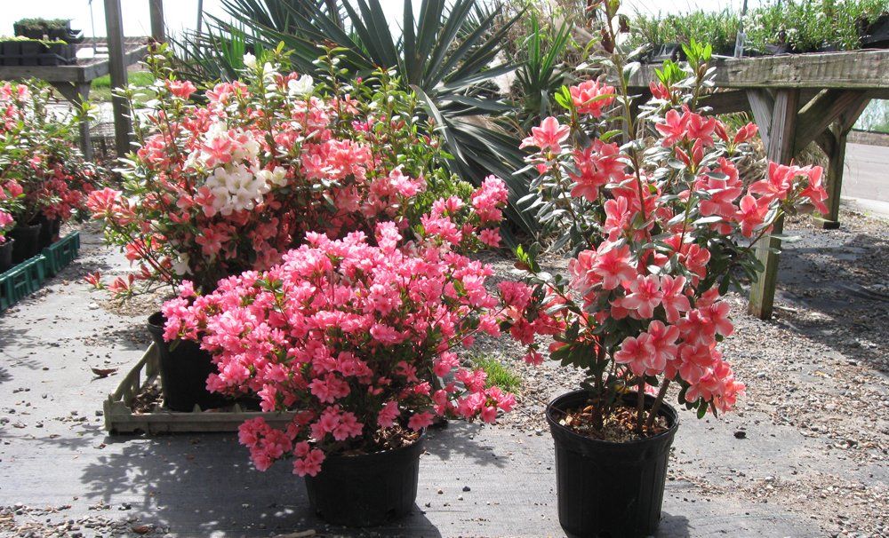 bedding plants