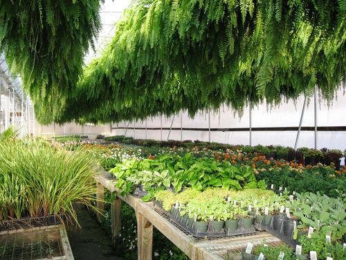 Bedding Plants Yadkinville & Kernersville, NC