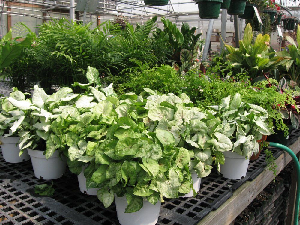 vegetable plants
