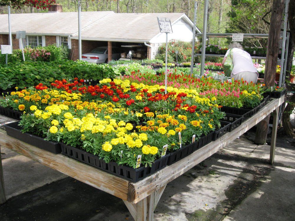 seasonal plants