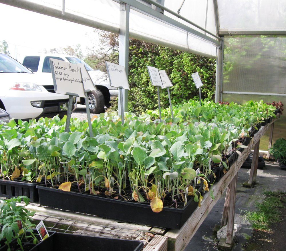 seasonal plants