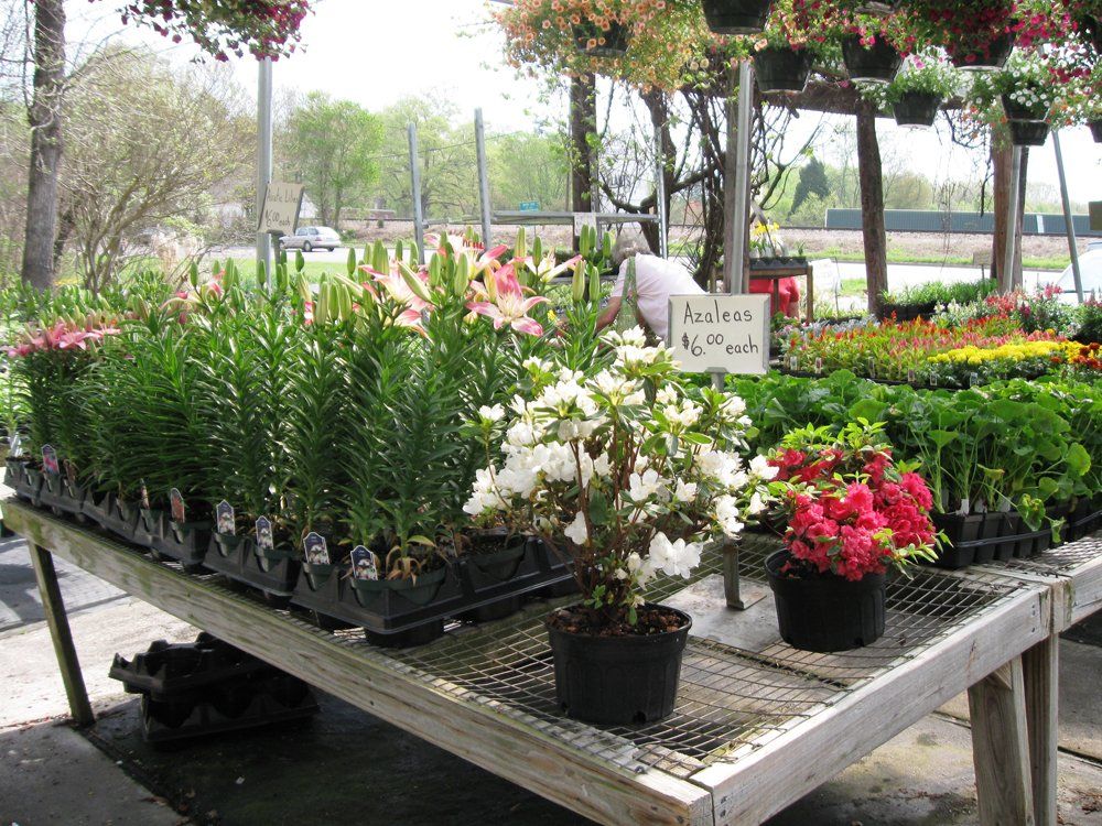 seasonal plants