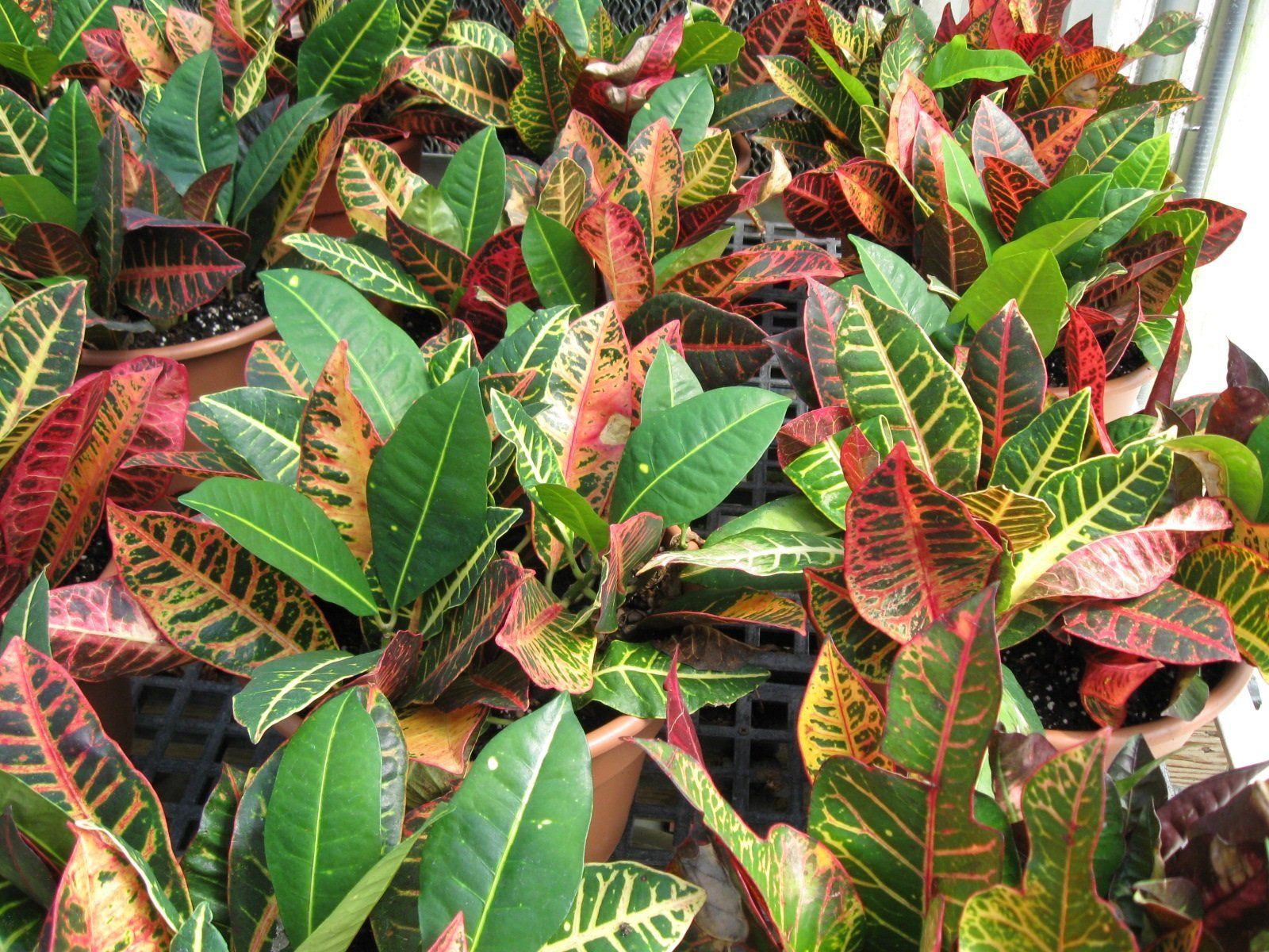 Plants for your house
