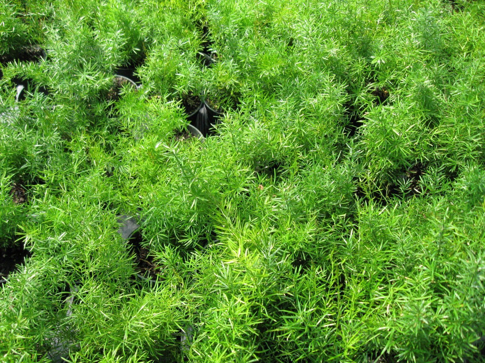 Ferns