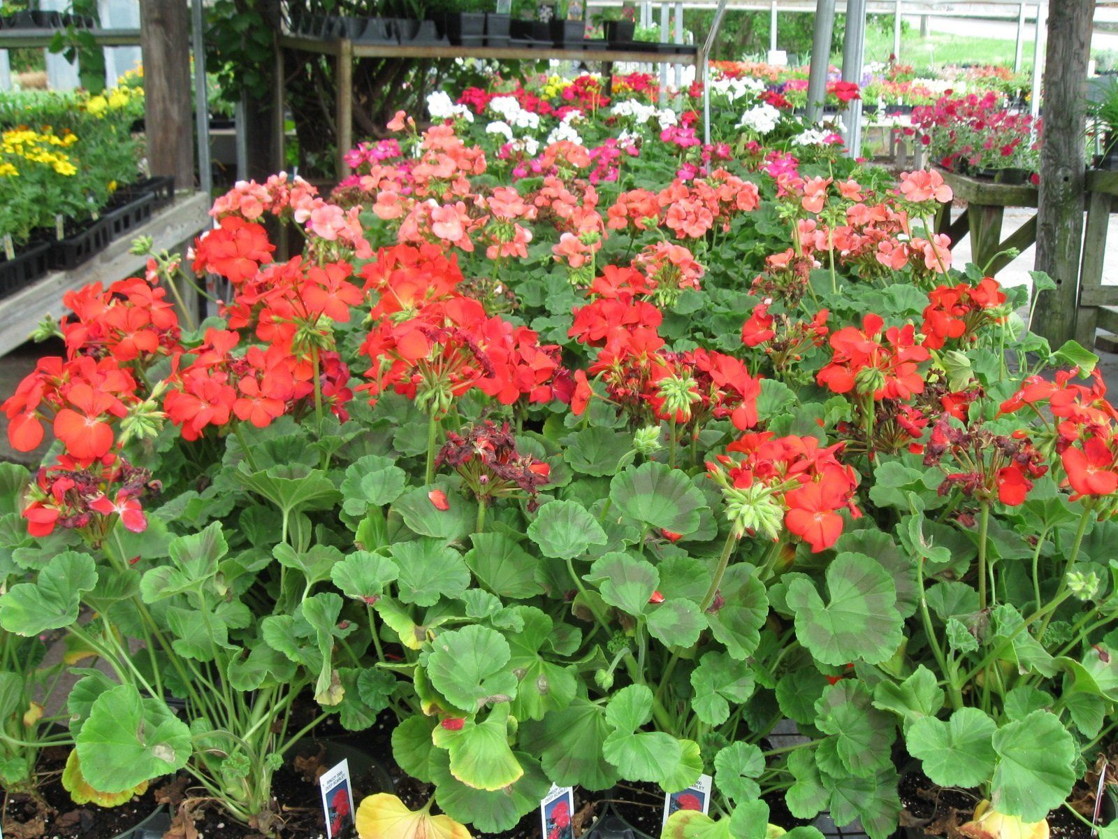 Bedding Plants Clemmons, NC