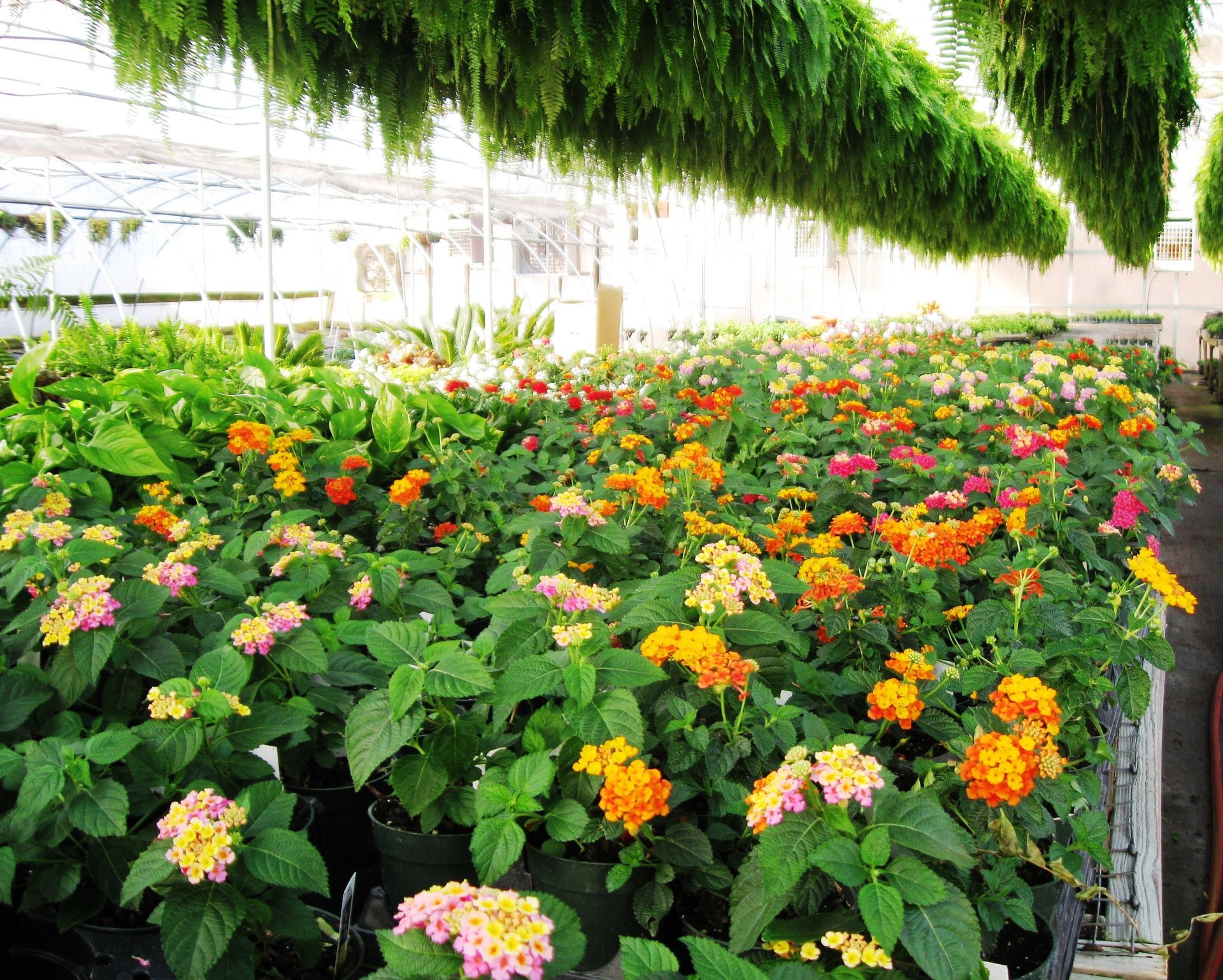 Seasonal Plants Clemmons & Winston-Salem, NC