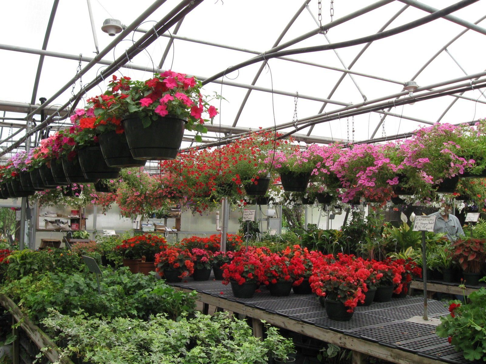 Flowering baskets in a greenhouse