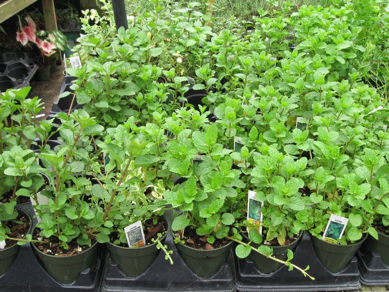 Herb plants