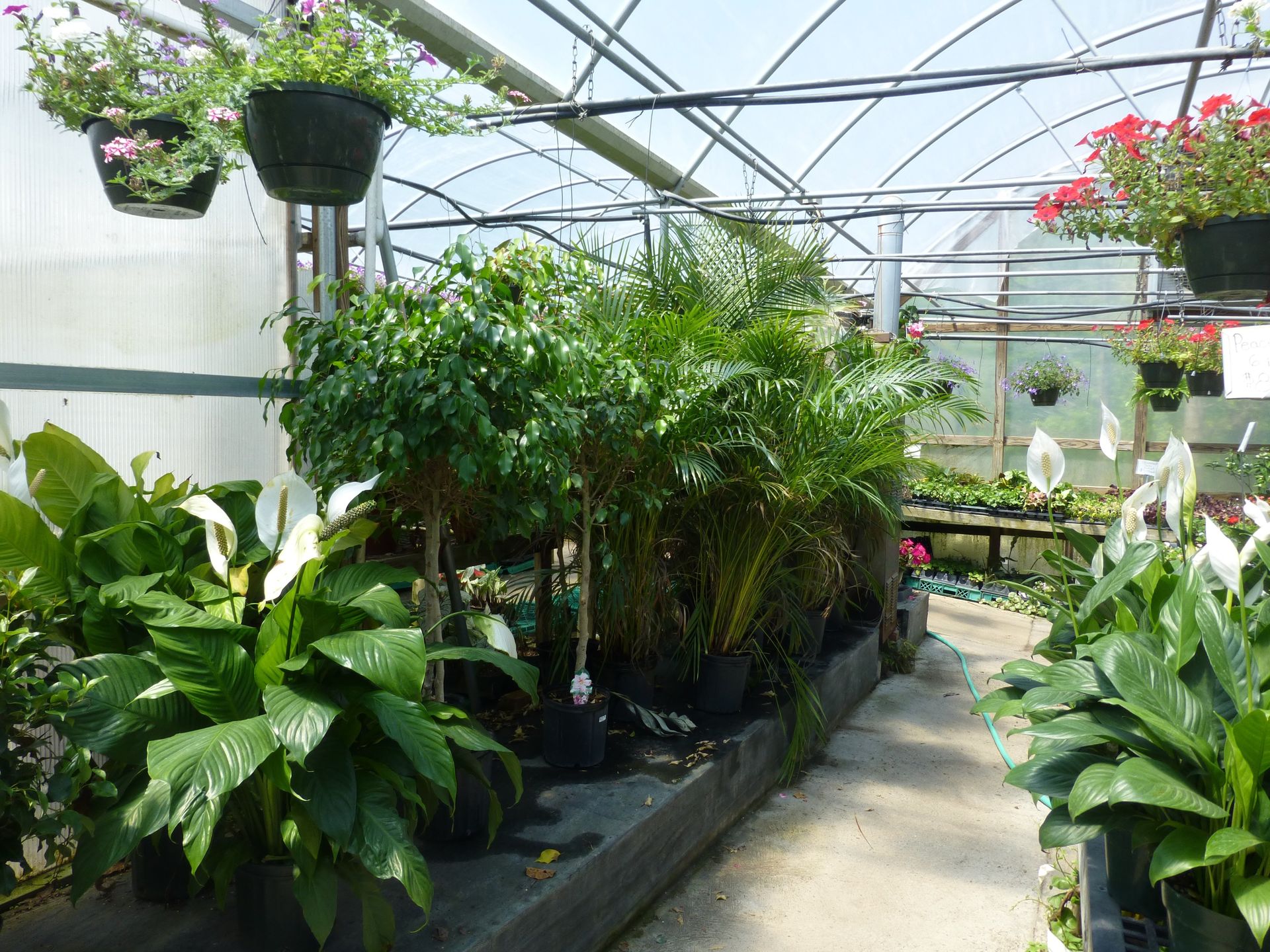 Houseplants