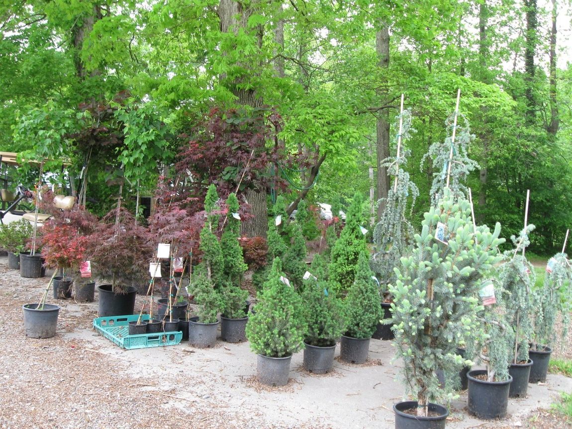 Vegetable Plants Clemmons & Yadkinville, NC