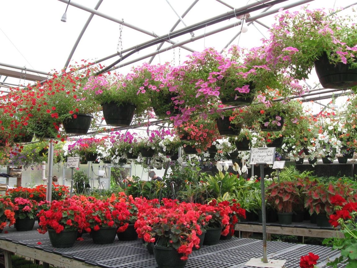 Bedding Plants Clemmons & Lexington, NC