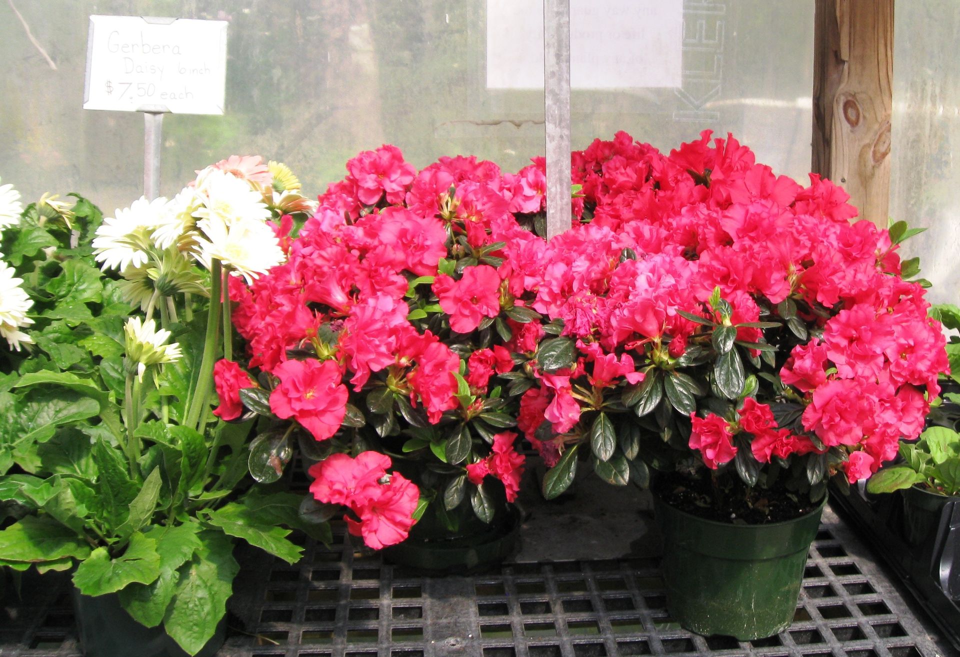 Seasonal Plants Lexington & Kernersville, NC