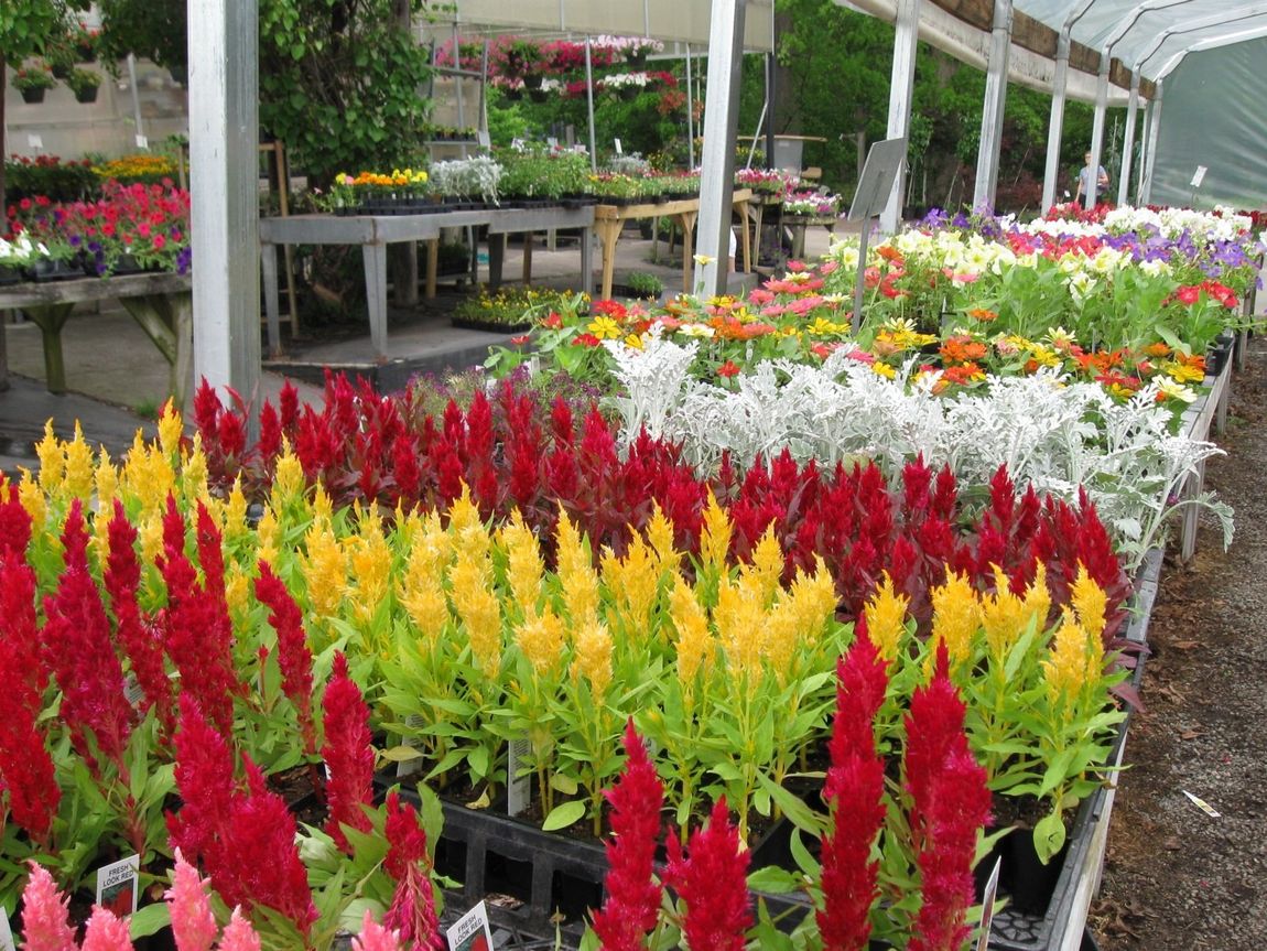 Greenhouse Lexington, NC