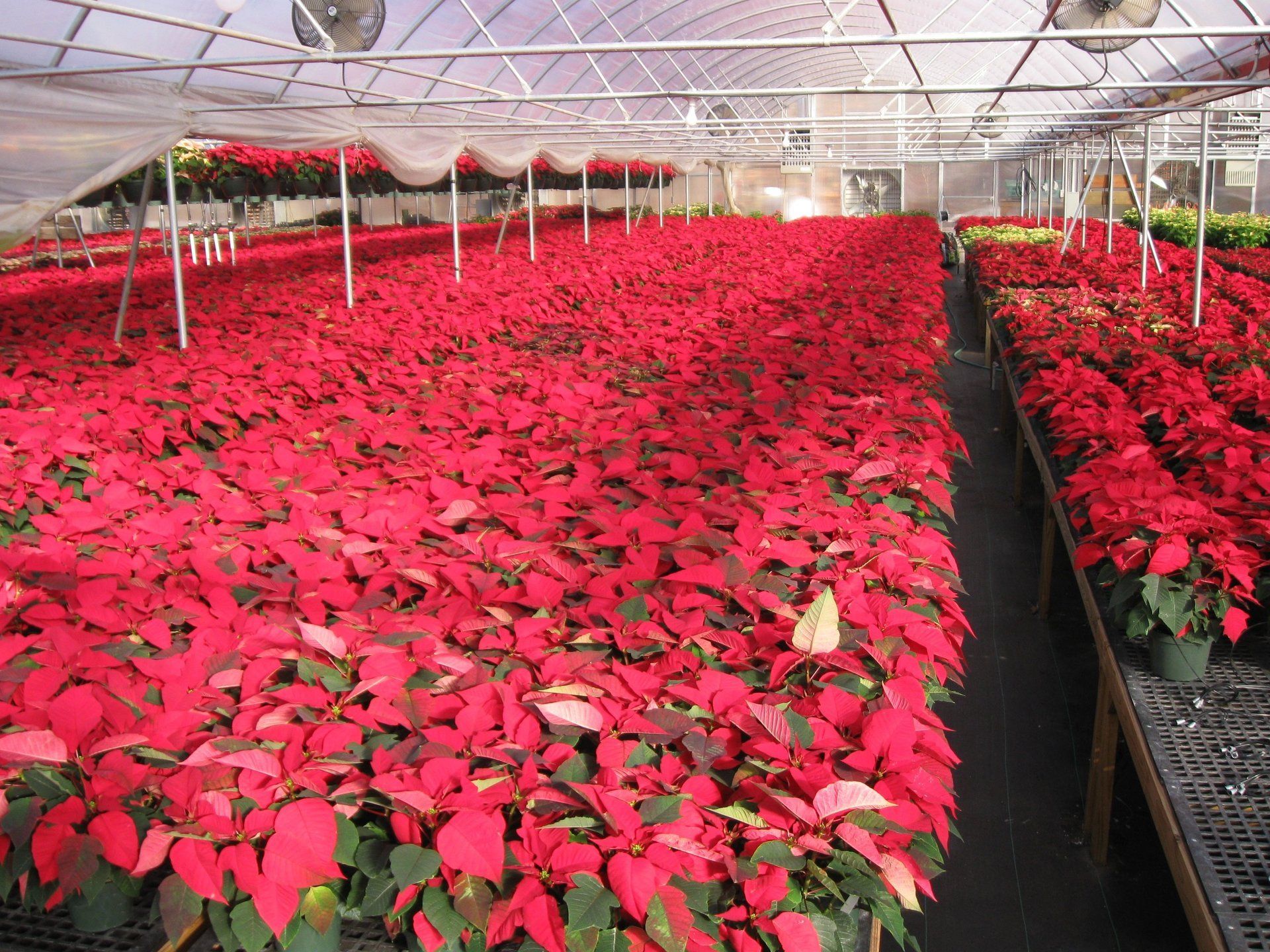 Colorful Poinsettias