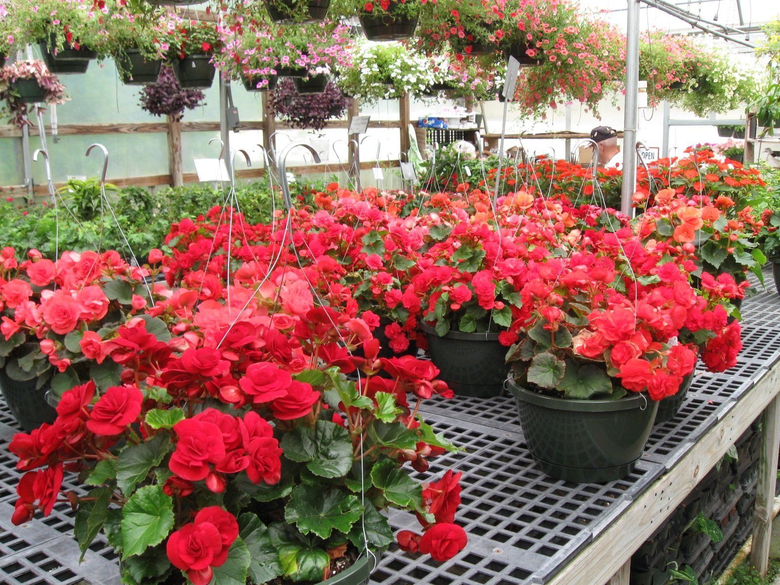 Red flower hanging baskets