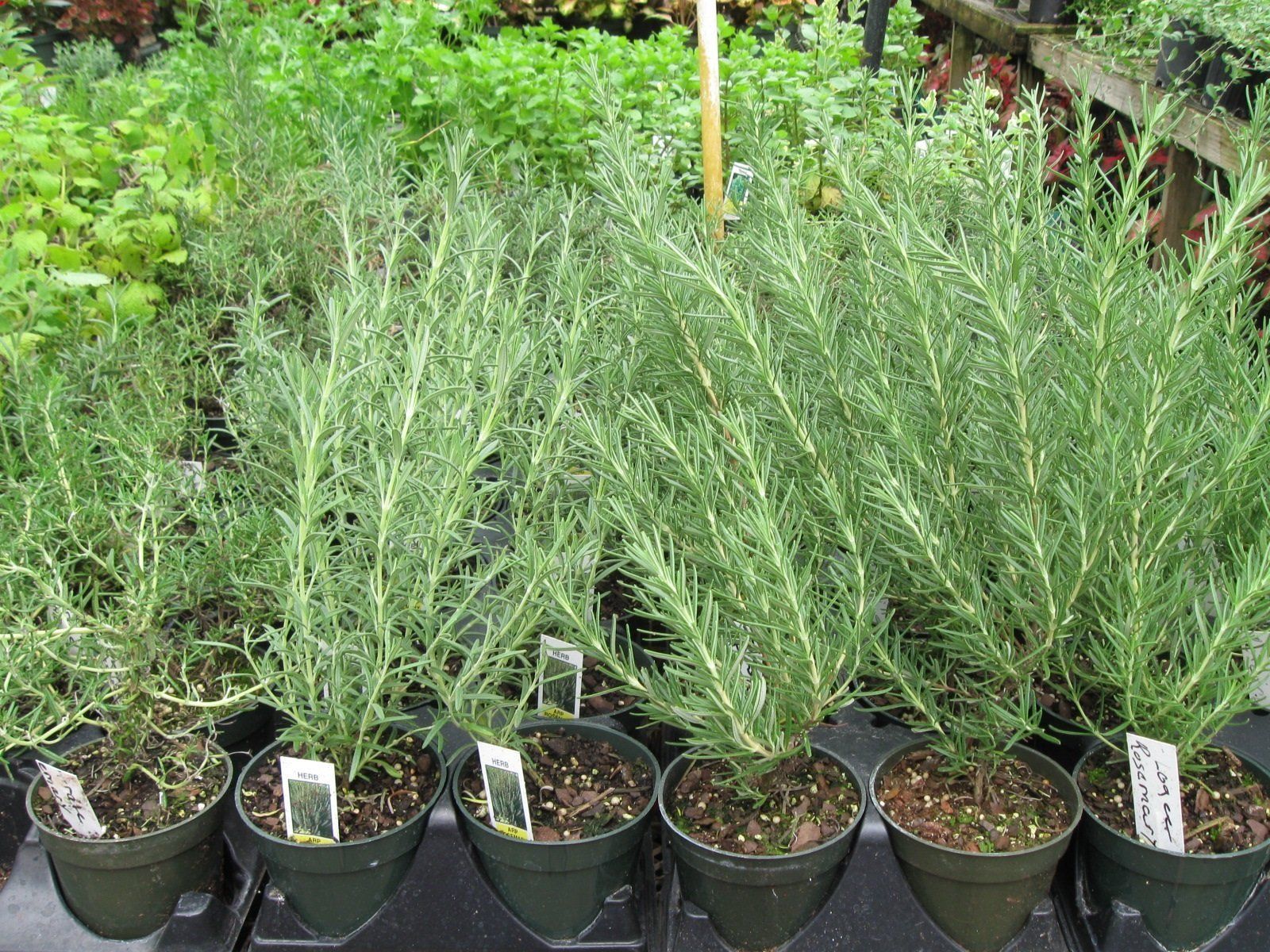 Rosemary plants