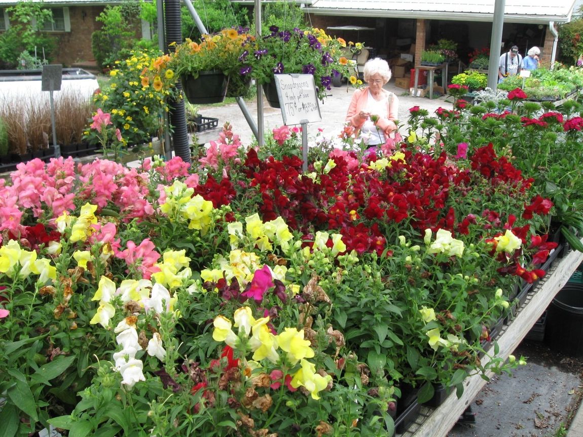 Seasonal Plants Clemmons & Winston-Salem, NC