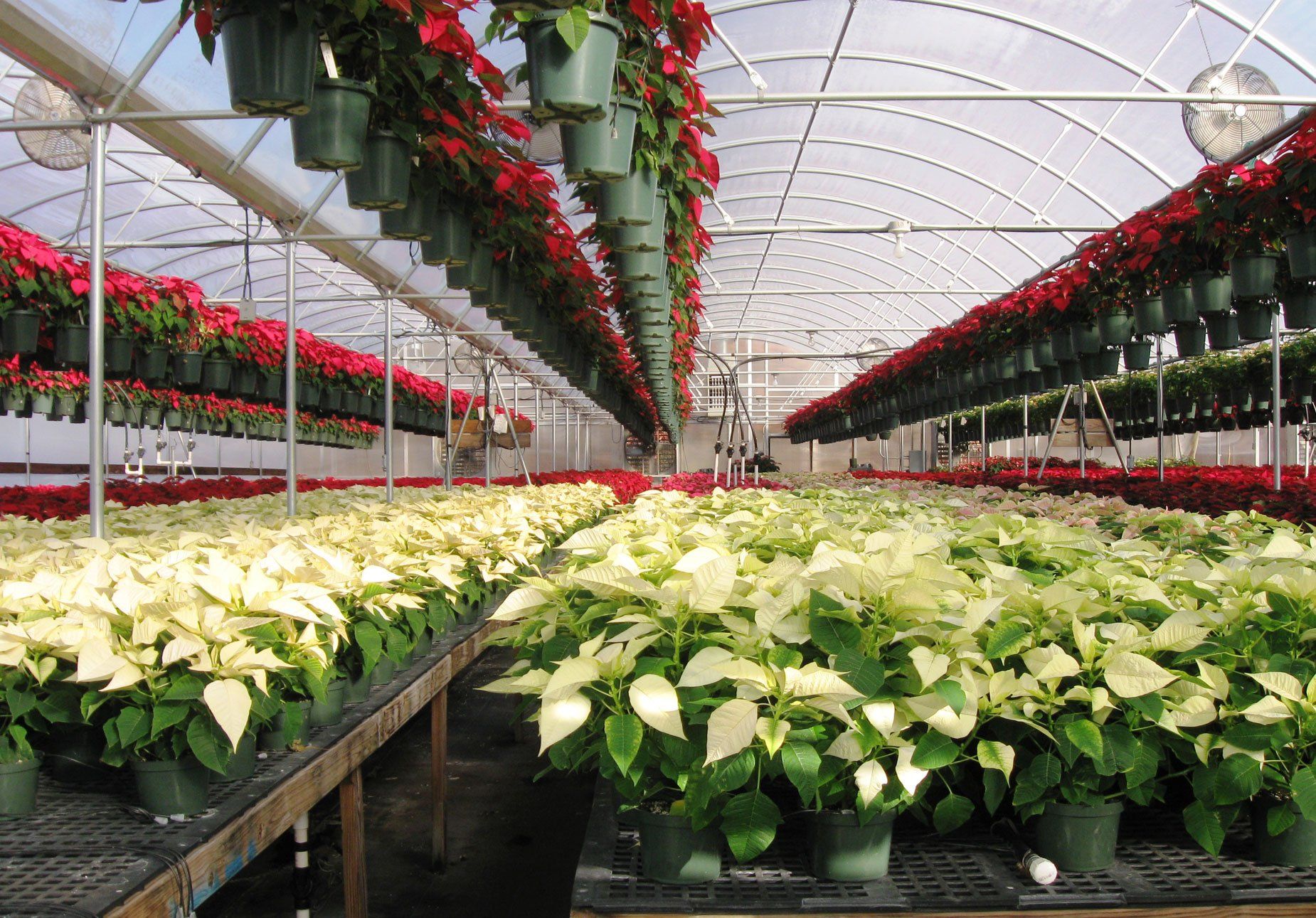 White Poinsettias